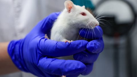 Zwei Hände mit Gummihandschuhen halten eine weiße Maus in einem Labor. (Foto: IMAGO, IMAGO / ITAR-TASS)