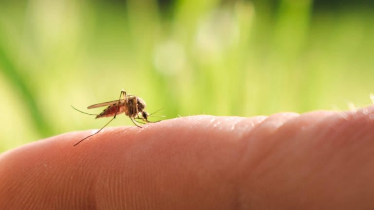 Stechmücken werden von bestimmten Dufstoffen in Seifen angezogen (Foto: IMAGO, IMAGO/Cavan Images)