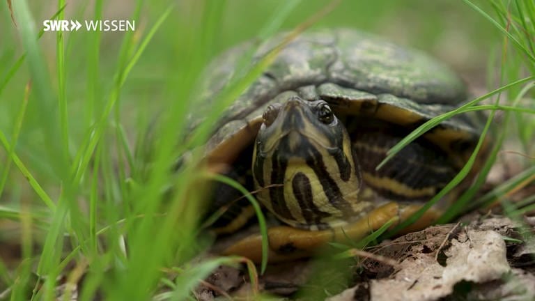 Invasive Schildkröten breiten sich auch im Süden Deutschlands aus