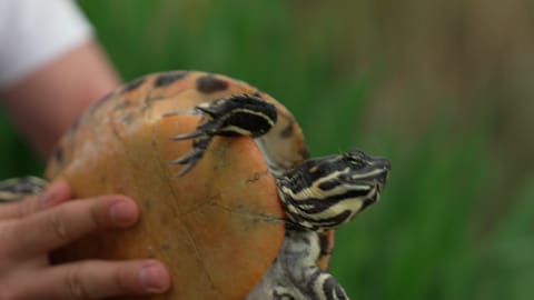 Schildkröte wird von Menschenhand hochgehalten.