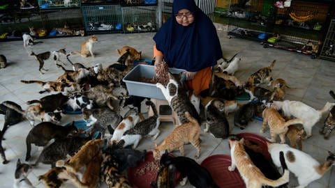 Fütterung von streunenden Katzen in einem Tierheim in Indonesien