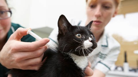 Eine Katze auf einem Behandlungstisch bekommt eine Spritze