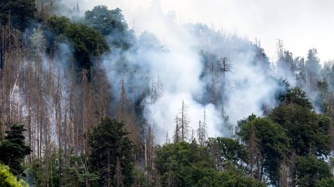 Das Bild zeigt einen Waldbrand in der Sächsischen Schweiz. (Foto: IMAGO, Steffen Unger)