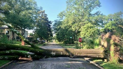 Bei Gewitter umgefallener Baum liegt quer über der Straße. (Foto: picture-alliance / Reportdienste, IMAGO / USA TODAY Network)