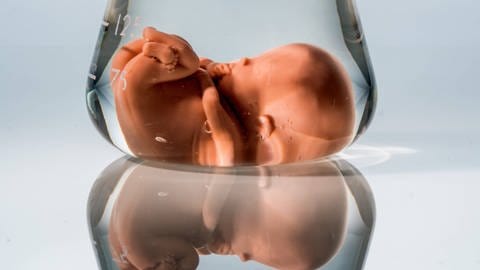 Modell eines Embryos in einem Laborglas. (Foto: IMAGO, IMAGO / McPHOTO)