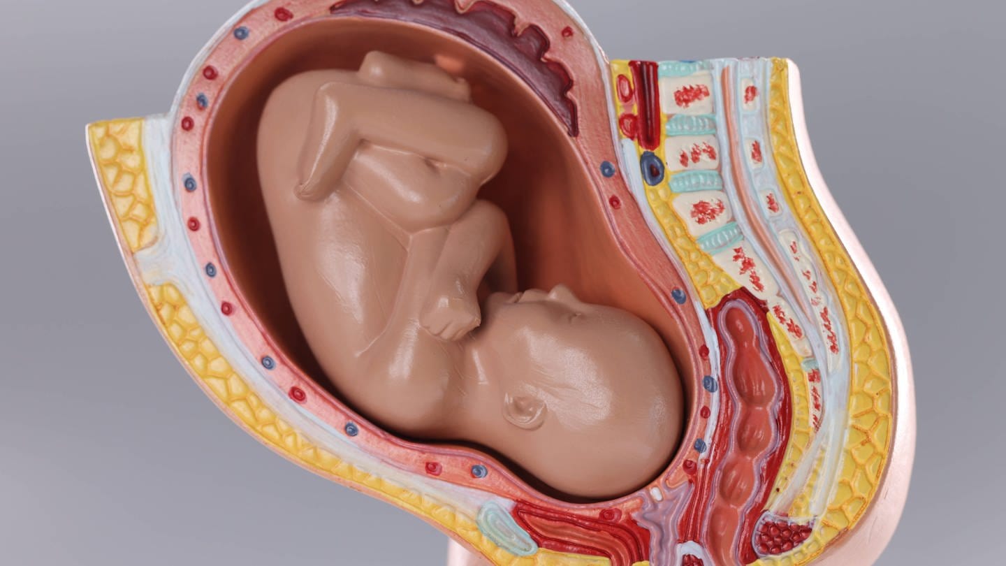 Modell eines sehr weit entwickelten Embryos in der Gebärmutter. (Foto: IMAGO, IMAGO / YAY Images)