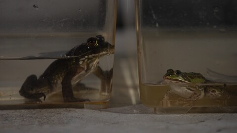 Ochsenfrosch und einheimischer Wasserfrosch gegenübergestellt. Der Ochsenfrosch ist deutlich größer. (Foto: SWR)