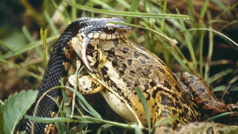 In seiner ursprünglichen Heimat Nordmerika hat der Ochsenfrosch auch Fressfeinde, wie Raubvögel oder Schlangen.  (Foto: IMAGO, IMAGO / imagebroker)