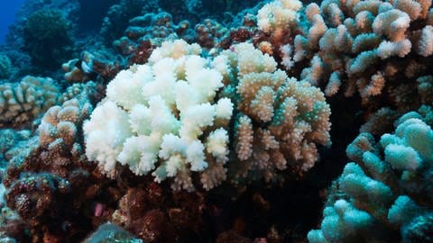 Eine Koralle ist durch den Einfluss des Klimawandels zur Hälfte verbleicht. (Foto: IMAGO, IMAGO / OceanPhoto)