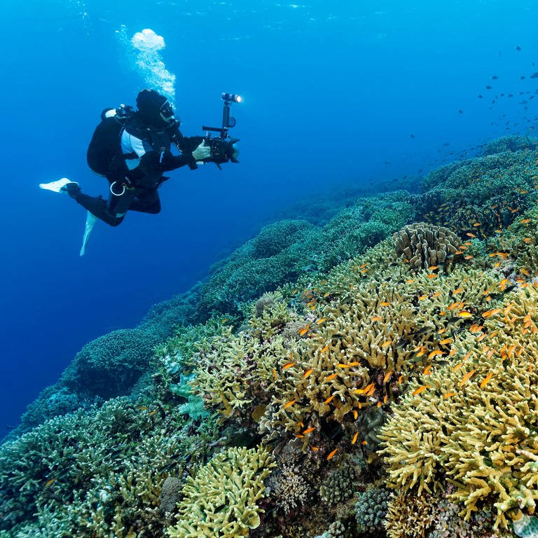 Ein Taucher fotografiert ein Korallenriff. (Foto: IMAGO, IMAGO / imagebroker)