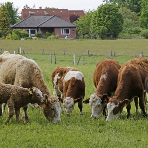 Kühe mit Kalb auf Weide