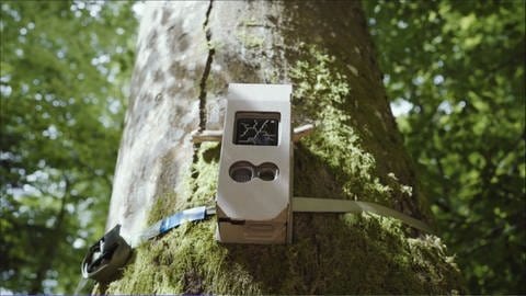 Solche Fotofallen werden zur Wildtierbeobachtung eingesetzt. Die Auswertung der Daten kann durch KI beschleunigt und verbessert werden. (Foto: Pressestelle, Nationalparkverwaltung Bayerischer Wald)
