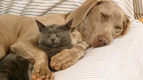 Das Bild zeigt einen Hund und eine Katze, die kuscheln. (Foto: IMAGO, Ardea)