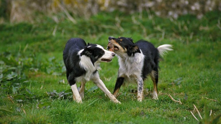 Das Bild zeigt zwei Border Collie Hunde, die mit einem Stock spielen. (Foto: IMAGO, imagebroker)