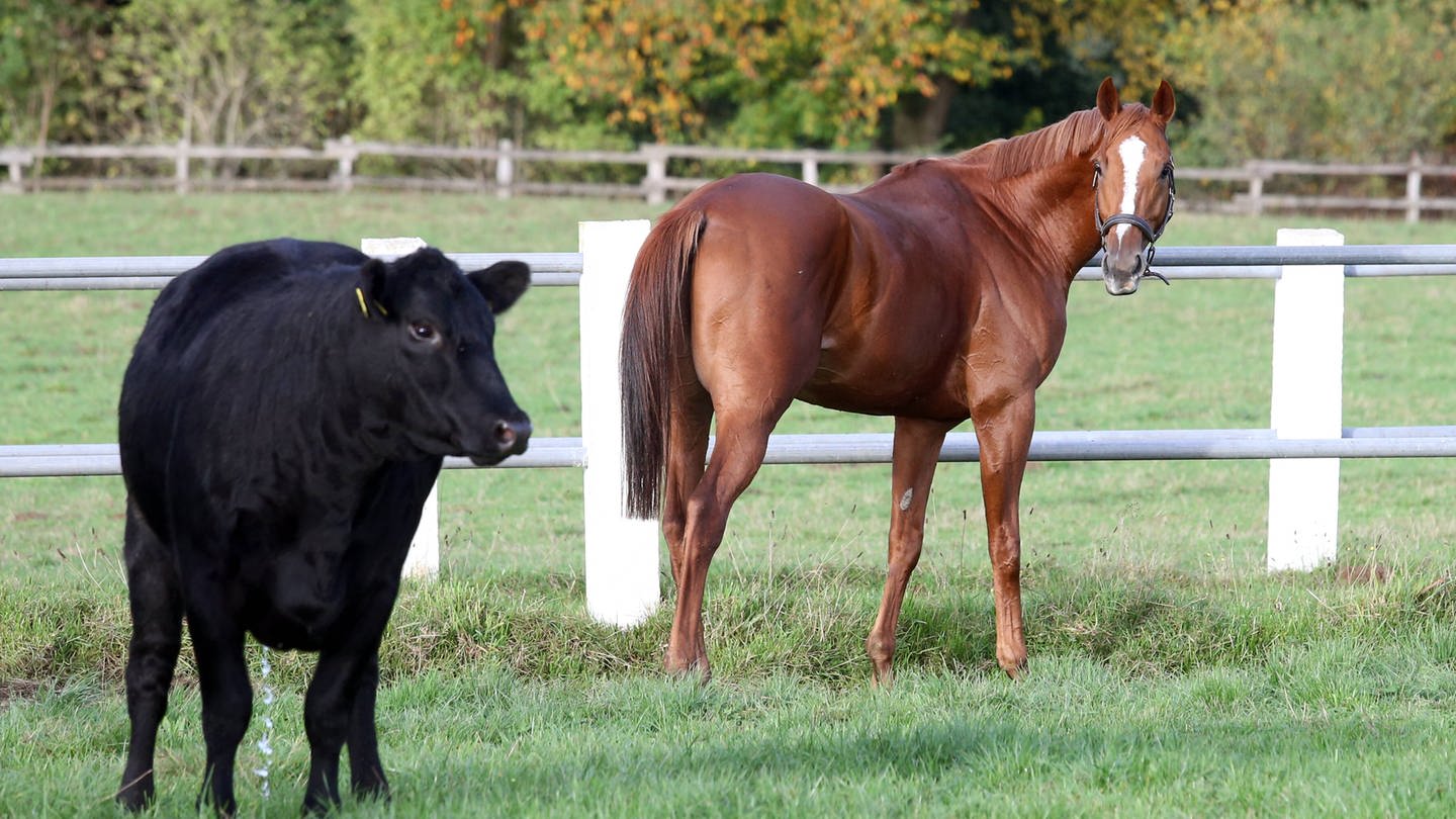 Das Bild zeigt ein Pferd und eine Kuh auf einer Weide (Foto: IMAGO, Frank Sorge)