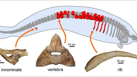 Erhaltene und untersuchte Knochen der neuen Art Perucetus colossus.