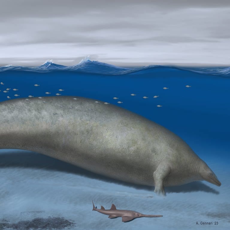 Der Perucetus Colossus, der peruanische Wal aus der Urzeit, könnte möglicherweise das schwerste Tier sein, das jemals auf der Erde gelebt hat. (Foto: Alberto Gennari)