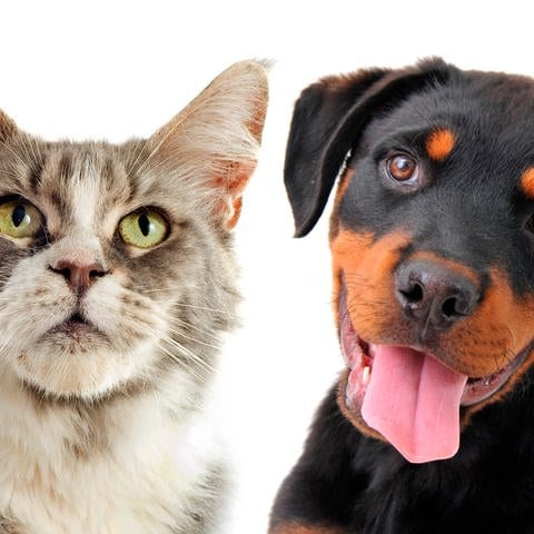 Hund und Katze können auch Freunde sein