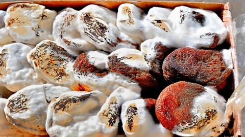 Das Bild zeigt schimmelige Trockenfrüchte, Aprikosen. (Foto: IMAGO, Rolf Poss)