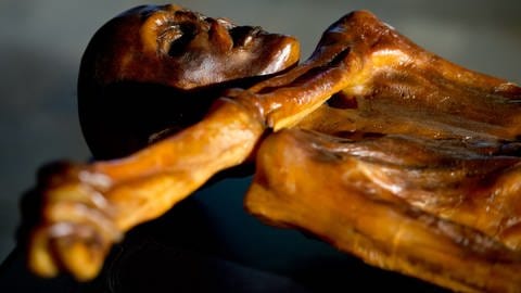 "Ötzi", die Mumie aus dem Eis,  wurde 1991 in den Ötztaler Alpen entdeckt. Seither wird der Gletschermann mit verschiedenen wissenschaftlichen Methoden genaur untersucht. (Foto: dpa Bildfunk, Sven Hoppe/dpa)