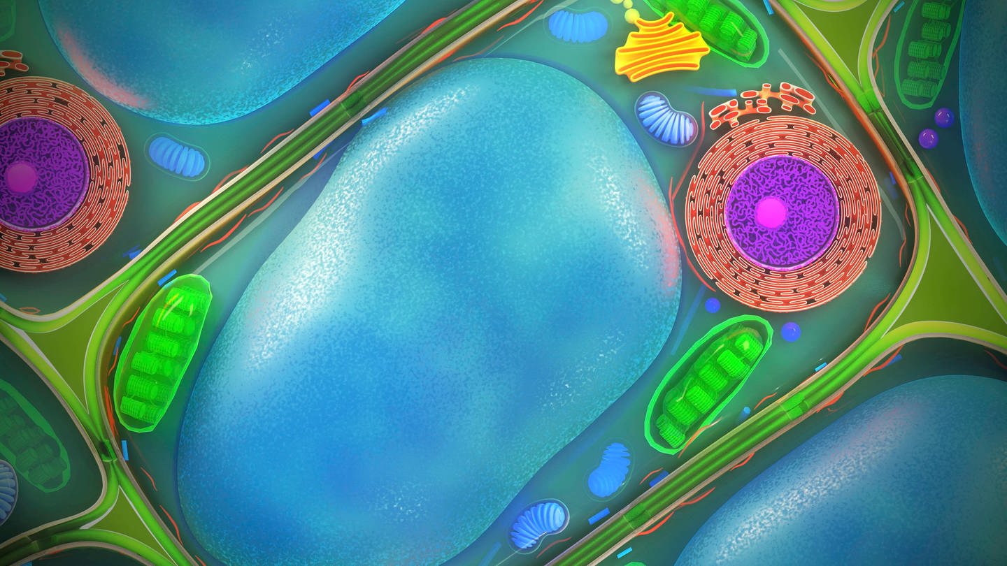 Illustration einer Pflanzenzelle (Foto: IMAGO,  Science Photo Library)