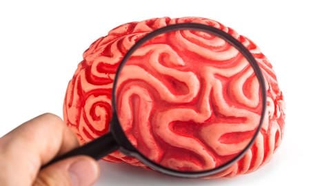 Die Abbildung eines Gehirns wird unter die Lupe genommen (Foto: picture-alliance / Reportdienste,  picture alliance / Shotshop)