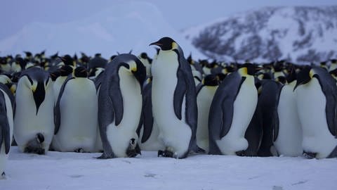 Kaiserpinguin-Männchen bei der Brut. Einige Pinguin-Küken sind bereits geschlüpft. (Foto: IMAGO, IMAGO / Nature Picture Library)