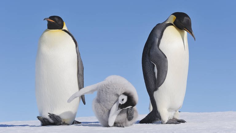 Pinguineltern mit Küken, welches sich wegduckt. (Foto: IMAGO, IMAGO / Westend61)