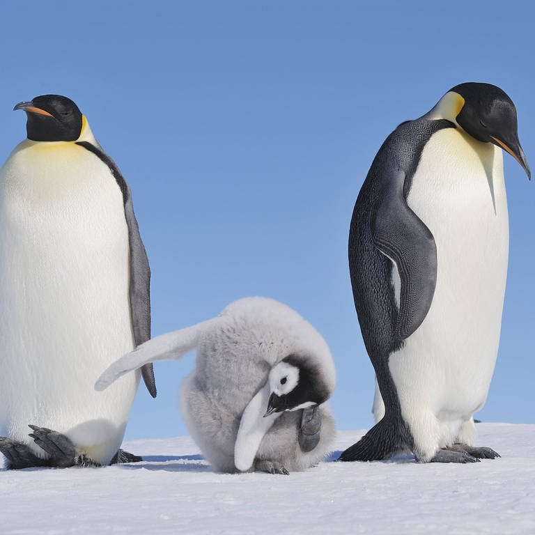 Pinguineltern mit Küken, welches sich wegduckt.