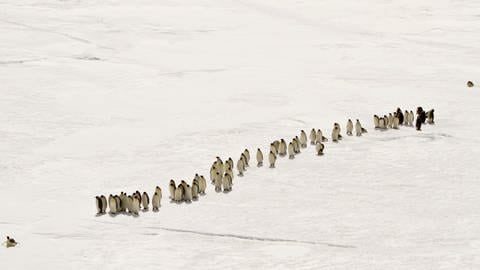 Eine Gruppe von Kaiserpinguinen marschiert hintereinander in Richtung der Brutplätze. (Foto: IMAGO, IMAGO / Pond5 Images)