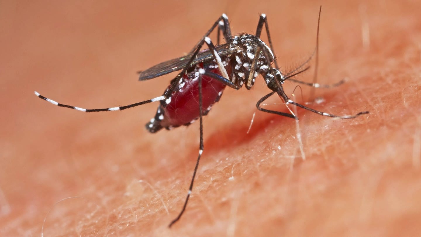 Tigermücken können auch Tropenkrankheiten wie Dengue-Fieber übertragen. Und sie stechen auch gerne tagsüber. (Foto: IMAGO, blickwinkel H xBellmann F xHeckerx)