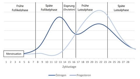 Der Verlauf der Phasen im weiblichen Menstruationszyklus ist dargestellt. Man sieht den Östrogenspiegel und den Progesteronspiegel im Verlauf. (Foto: SWR)