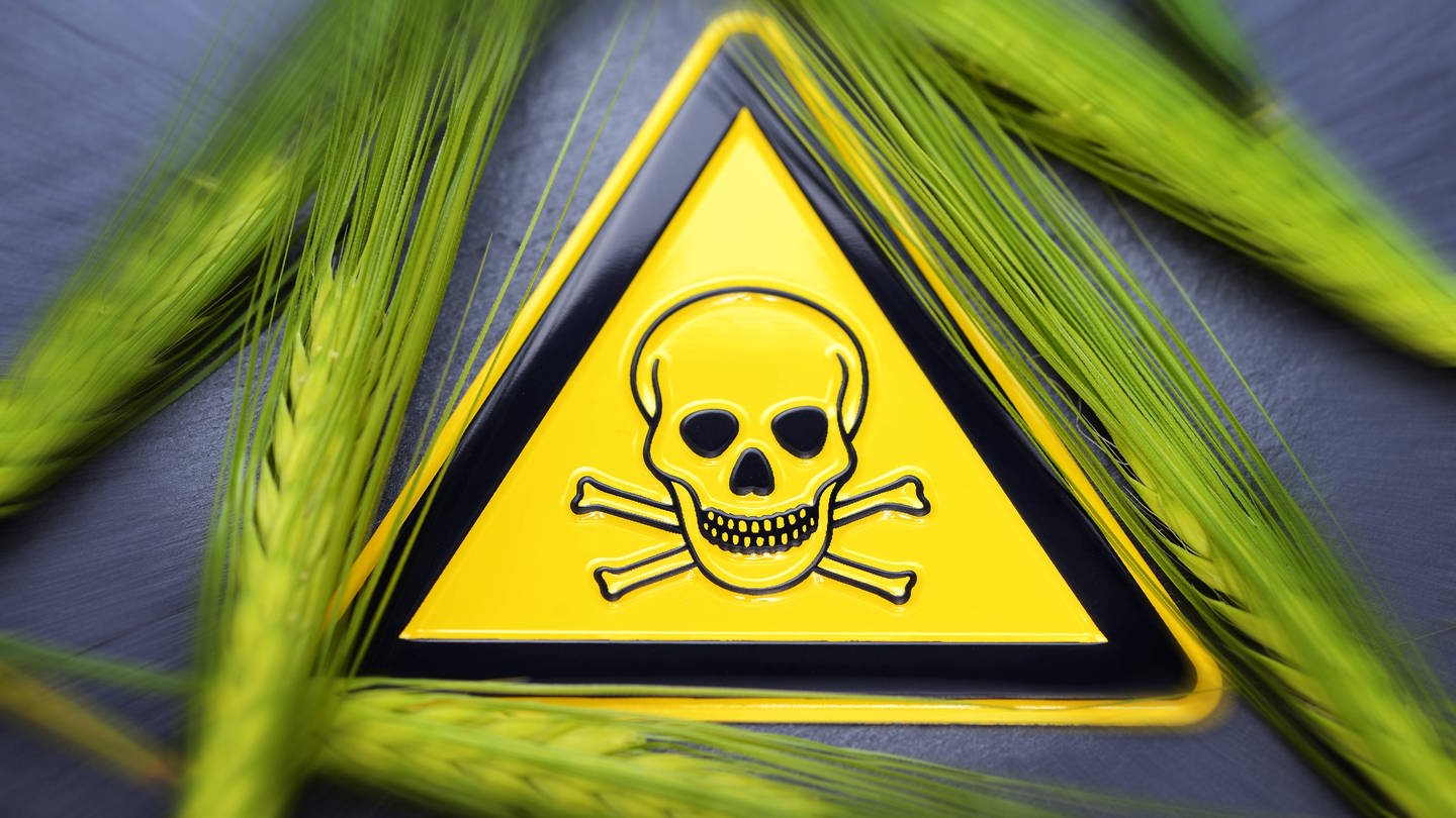 Konventionelles Getreide ist in Deutschland nach Informationen von Foodwatch häufig mit Pestiziden belastet. (Symbolbild) (Foto: IMAGO,  imago/Christian Ohde)