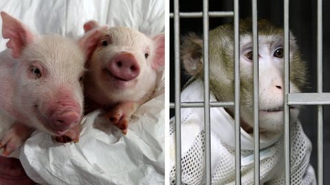 Affen bekamen Nieren von genetisch modifizierten Yucatán-Miniaturschweinen eingepflanzt.  (Foto: picture-alliance / Reportdienste, picture alliance / Yonhap | Yonhap)