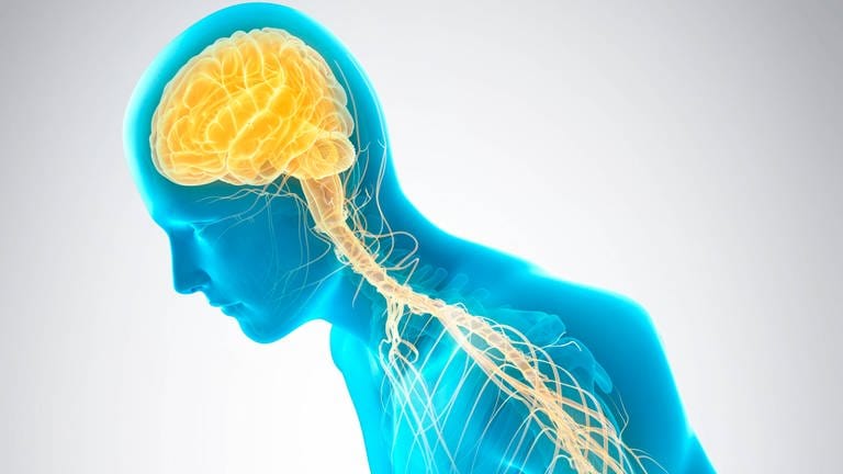 Illustration des Nervensystems: Eine Person beugt sich vornüber. Bei Parkinson-Patienten werden die Befehle aus dem Gehirn nicht richtig in die Beine gesandt. Symbolbild. (Foto: IMAGO, Science Photo Library)