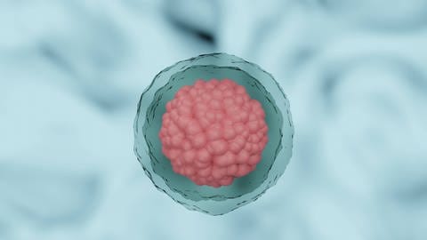 Zellen eines frühen Embryos