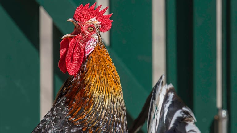 Neue Studie mit Spiegeltest mit Tieren: Selbsterkenntnis des Huhns