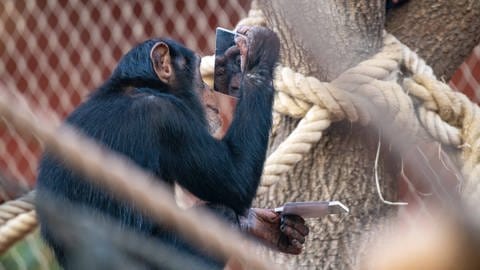 Das erste Tier, das den Spiegeltest bestanden hat: Ein Schimpanse begutachtet sich selbst mit einem Handspiegel