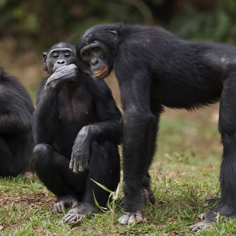 Eine Gruppe von Bonobos