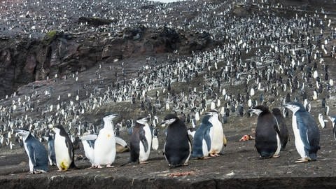 Gefahren gibt es für Zügelpinguine auch mitten in einer Kolonie. Der Sekundenschlaf sorgt dafür, dass die Pinguine nur für jeweils kurze Zeit "offline" sind.  (Foto: IMAGO, imago images/Westend61)