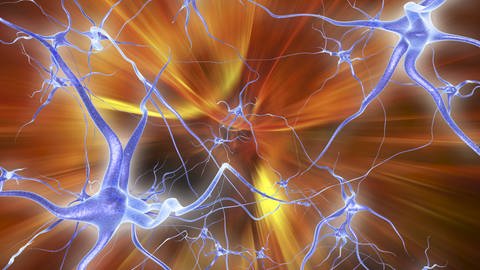 Im Experiment haben die Klumpen der Nervenzellen durch KI gelernt.
