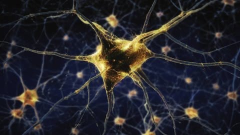 Nervenzellen senden auf elektrische Anregung eigene elektrische Impulse - wie in dem Experiment mit KI und Nerzellen. 