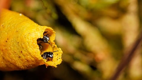 Einige Bienenarten haben im Laufe der Evolution ihren Stachel auch wieder verloren. Das Gift der Biene war vor dem Stachel da. (Foto: picture-alliance / Reportdienste, picture alliance / imageBROKER | Siepmann)