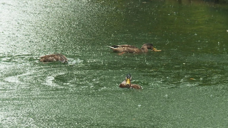 Enten baden bei Regen im Teich