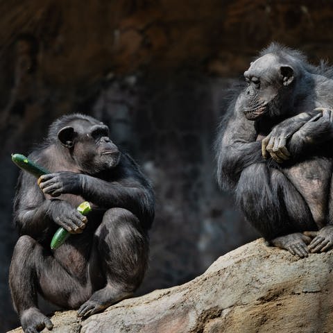 Menschenaffen wie Bonobos und Schimpansen besitzen ein soziales Gedächtnis. Sie erinnern sich selbst Jahrzehnte später an Freunde, hat Laura Lewis mit ihrem Team hersuagefunden.  (Foto: IMAGO, IMAGO/Pond5 Images)