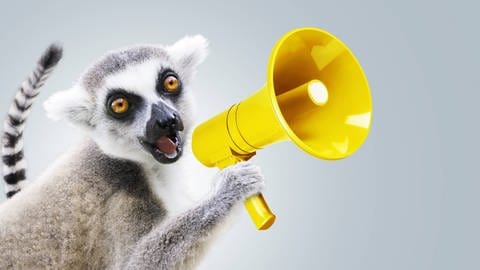 Lemur mit Lautsprecher - Was haben uns Tiere wohl zu sagen? Mithilfe von KI wollen Forschende wie Effenberger die Sprache von Tieren entschlüsseln und anschließend ein Kommunizieren mit ihnen möglich machen. (Foto: IMAGO, CHROMORANGE)