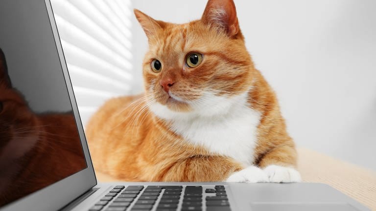 Katze vor Computer. Es ist ein Wunsch, den wohl jeder Haustierhalter kennen dürfte: der Traum, mit Tieren sprechen zu können. Nun könnte KI dabei helfen, den ersehnten Durchbruch zu machen.