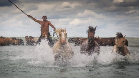 Mongolischer Reiter treibt Pferde durch den Buir See, Provinz Dornod, Mongolei, Asien (Foto: IMAGO, imagebroker)