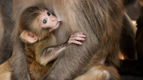 Eine Affenmutter mit ihrem Jungen. Der geklonter Rhesusaffe lebt jetzt seit drei Jahren. 
