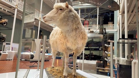 Das Schaf "Dolly" war das erste geklonte Säugetier. Dolly lebte von 1996 bis 2003. Der geklonter Rhesusaffe lebt seit drei Jahren. 